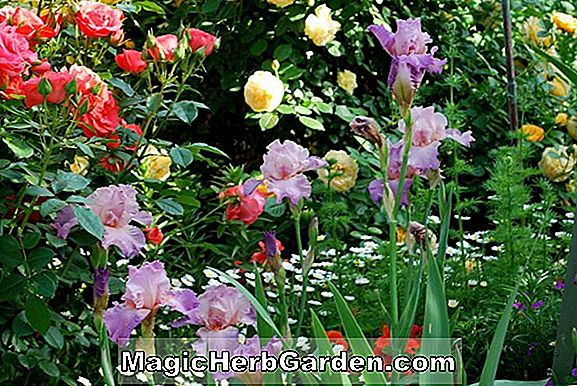 Pflanzen: Iris (Marmalade Skies Zwischen Schwertlilie)