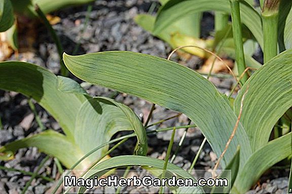 Iris Aphylla (Schwertlilie)
