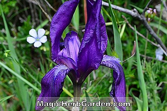 Iris biflora (Iris) - #2
