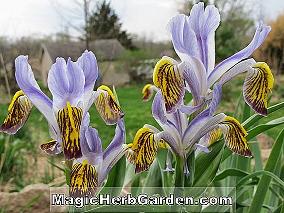 Iris bucharica (Juno Iris)