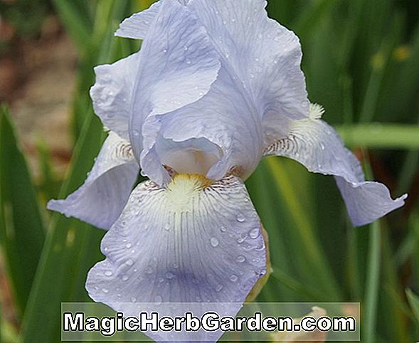 Iris hybrida (Zua iris) - #2