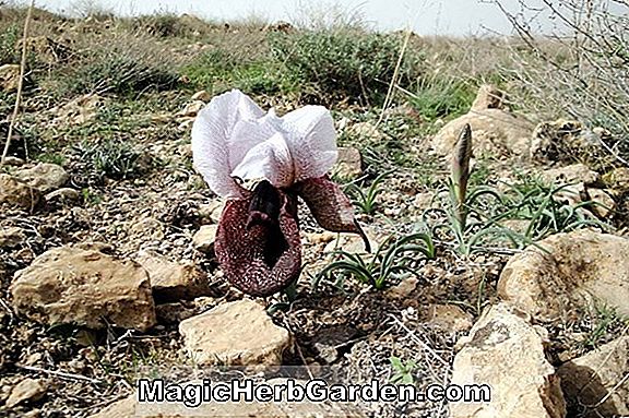 Iris iberica, subsp. elegantissima (Oncocyclus bärtige Iris)