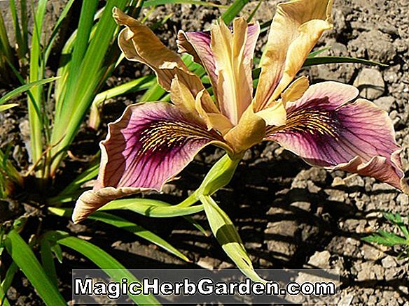 Növények: Iris innominata (csendes-óceáni partvidék Iris)