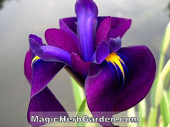 Iris laevigata (Bunte Schwertlilie)