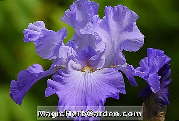 Iris pallida var dalmatica (Dalmatica Sweet iris)