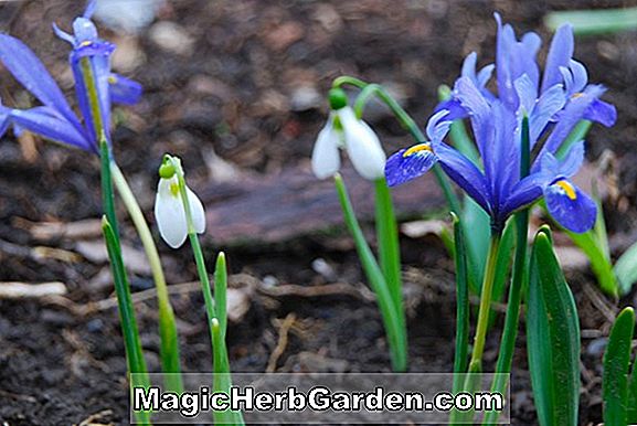 Iris reticulata (Cantab Reticulata Bartlose Iris)