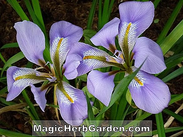 Iris stylosa (Unguiculares Bartlose Iris)