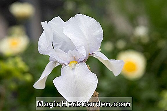 Tumbuhan: Iris unguicularis (Mary Barnard Iris)