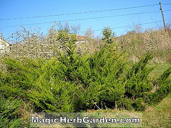 Növények: Juniperus chinensis (Maney Chinese Juniper)