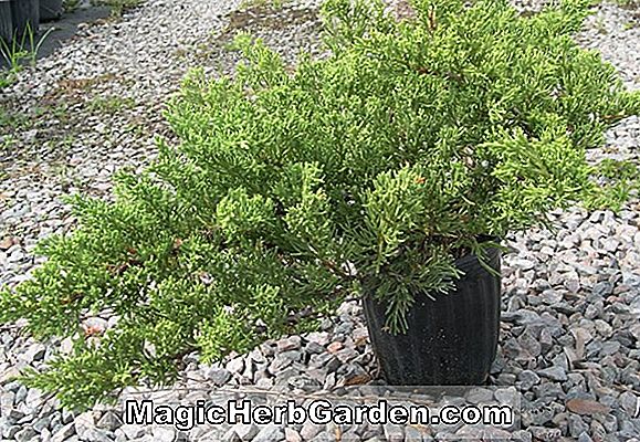 Juniperus chinensis (Viridis chinesischer Wacholder)