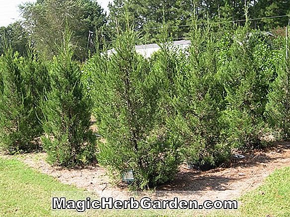 Juniperus chinensis (Hetzii Columnaris chinesischer Wacholder)