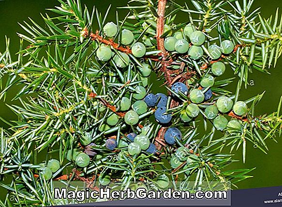 Juniperus communis (Gewöhnlicher Wacholder von Depressa Aurea)