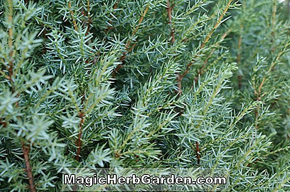 Juniperus communis (Effusa-Gemeiner Wacholder)
