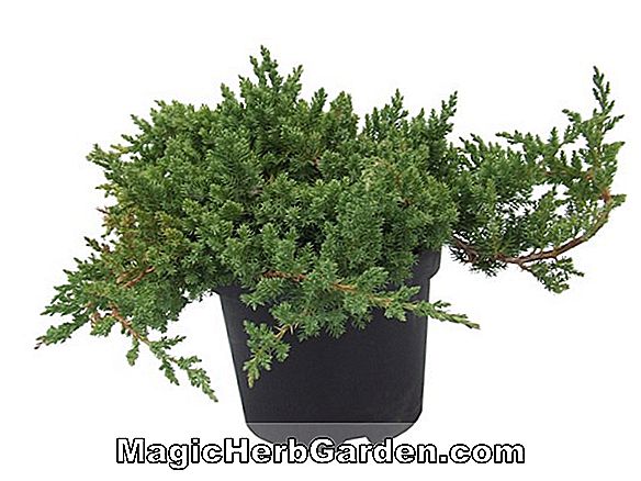 Pflanzen: Juniperus procumbens (Bonin Insel Wacholder)