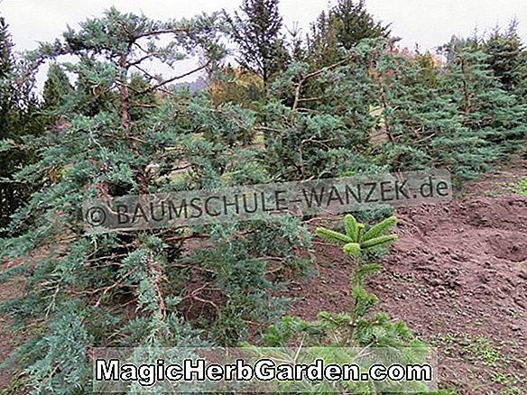 Juniperus virginiana (Canaertiner Wacholder)