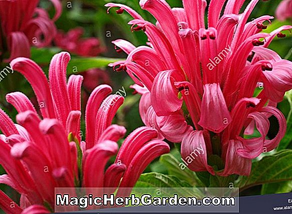 Justicia carnea (Brasilianische Feder)