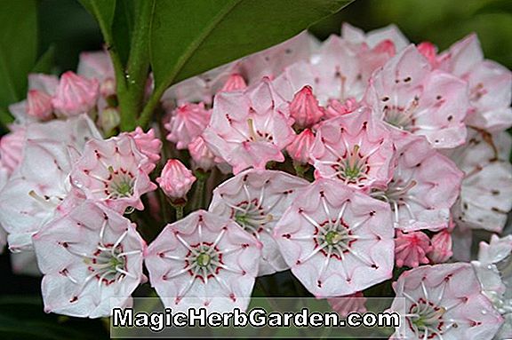 Pflanzen: Kalmia latifolia (Den Fensterberg Laurel)