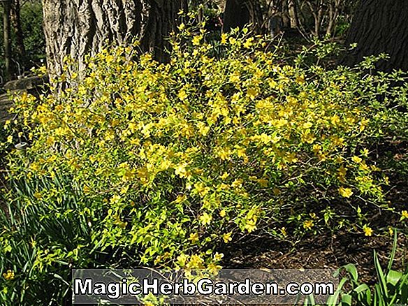 Kerria japonica (Splendens Kerria)
