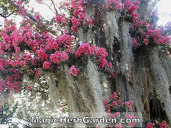 Lagerstroemia indica (Tuscarora Crapemyrtle)