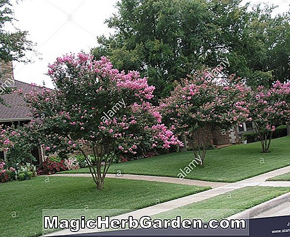 Lagerstroemia indica (Lila Kräuselmyrte) - #2