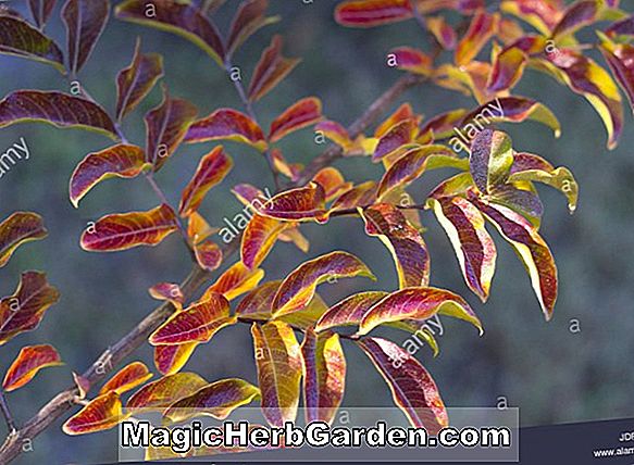 Növények: Lagerstroemia indica (Praire Lace Crapemyrtle)