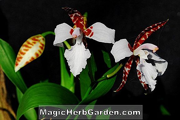 Lemboglossum cordatum (Lemboglossum-Orchidee)
