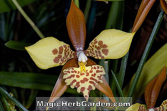 Lemboglossum cervantesii (Lemboglossum Orchid)