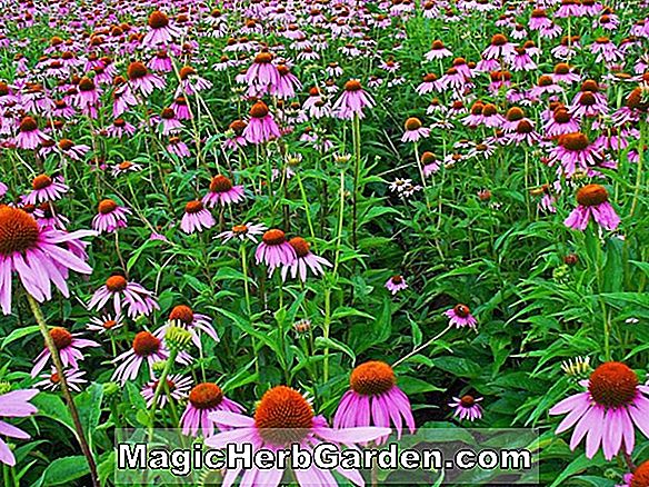 Leucanthemum superbum (Mount Everest Shasta Daisy)