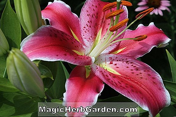 Lilium (Afterglow Lily)