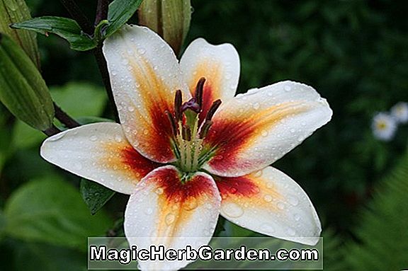 Lilium chalcedonicum (Heldreichii Lily)