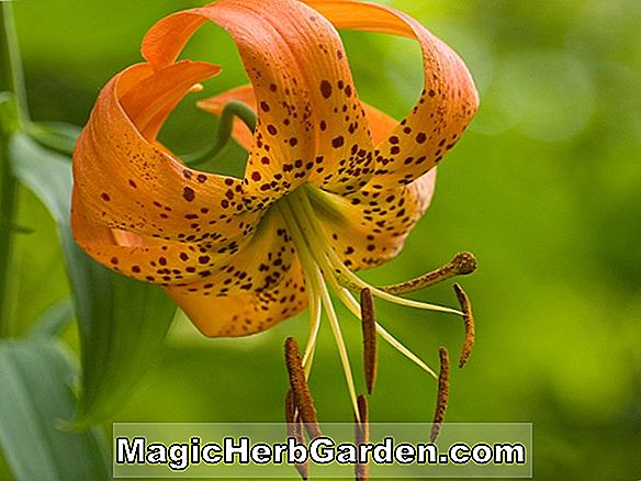 Lilium superbum (Amerikanische Türkenkrautlilie)