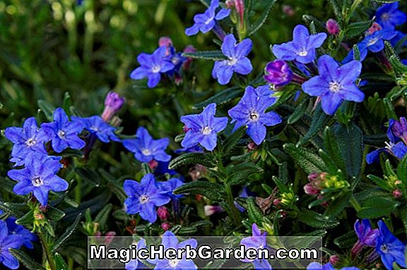 Pflanzen: Lithodora diffusa (Himmlische Blaue Lithodora)