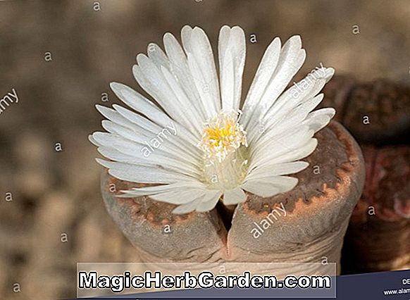 Lithops julii (Julii lebende Steine)