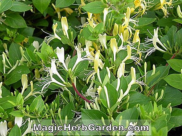 Pflanzen: Lonicera henryii (Henryi Honeysuckle)