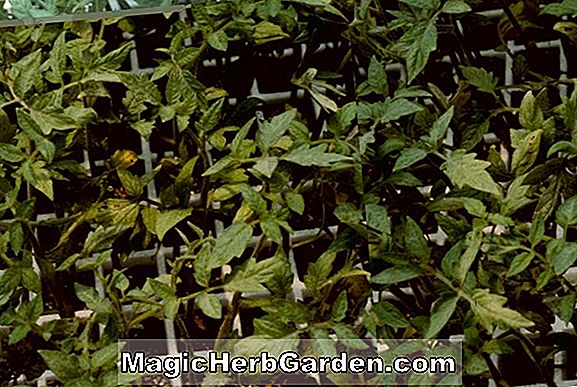 Pflanzen: Lycopersicon esculentum (Florida Petite Tomate)