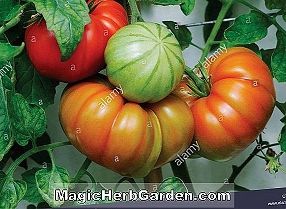 Pflanzen: Lycopersicon esculentum (Große Baltimore-Tomate)