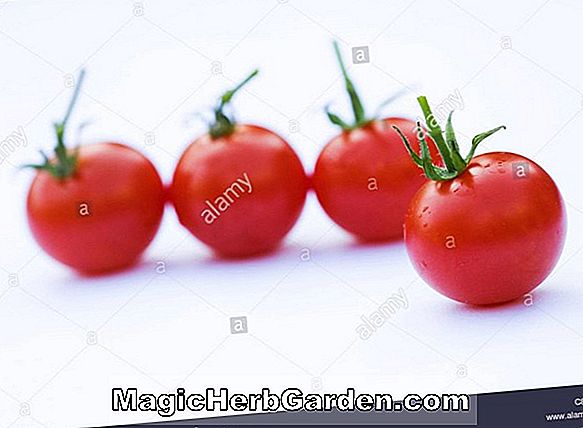 Lycopersicon esculentum (Löffel Tomate)