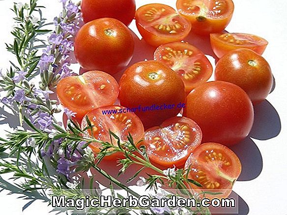 Lycopersicon esculentum (Super Kolossal Tomate)