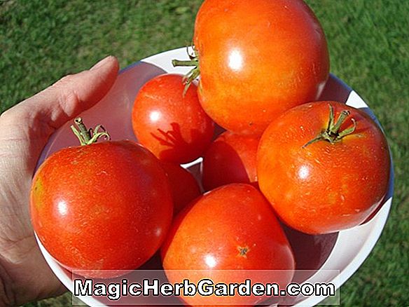 Lycopersicon esculentum (Quebec # 5 Tomate)