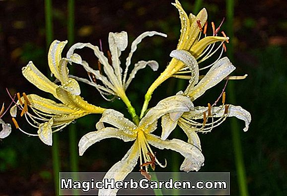 Lycoris albiflora (Albiflora Lycoris)