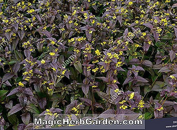 Lysimachia ciliata (Felberich)