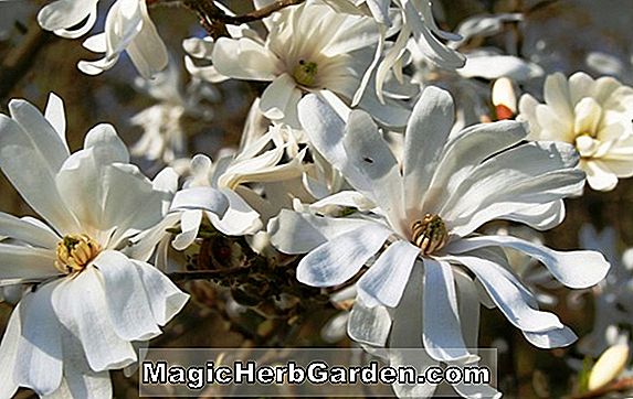 Plantes: Magnolia lobneri (Merrill Magnolia)