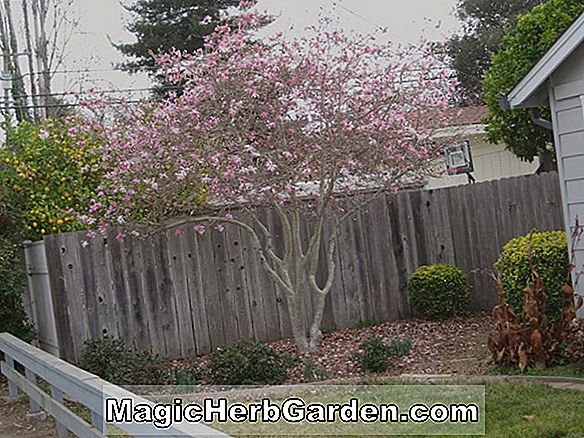 Magnolia kobus (Centennial Star Magnolia)