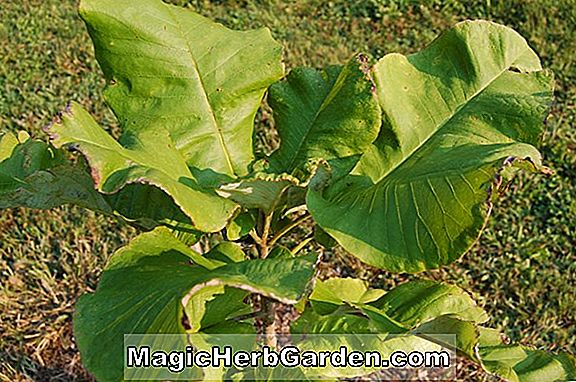 Magnolia macrophylla (Betty Großblättrige Magnolie)