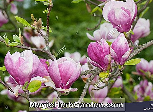 Pflanzen: Magnolia soulangiana (Burgunder Magnolie)