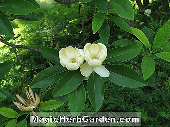 Magnolia virginiana (Süße Sommer Magnolie)