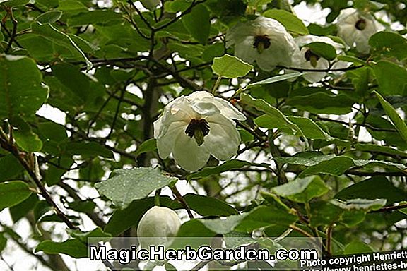 Pflanzen: Magnolia wilsonii (Jersey Belle Magnolie)