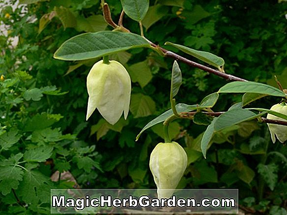 Magnolia wilsonii (Bovee Magnolie)