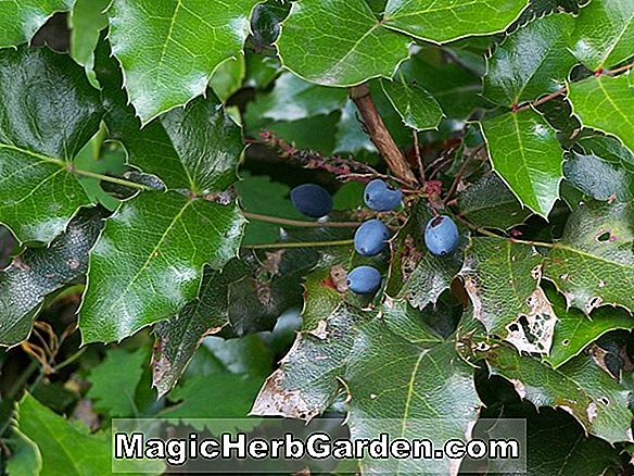 Mahonia aquifolium (Atropurpurea Oregon-Traube)
