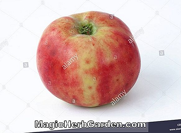 Pflanzen: Malus domestica (Gravenstein Apfel)